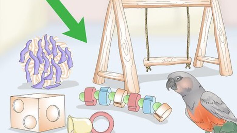 How to Keep a Red Bellied Parrot Entertained