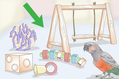 How to Keep a Red Bellied Parrot Entertained