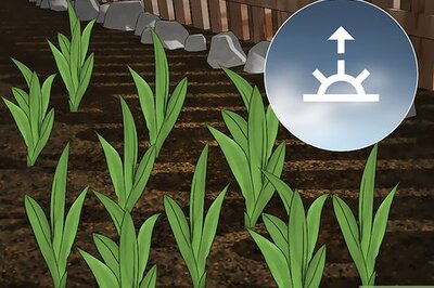 How to Harvest Daylilies