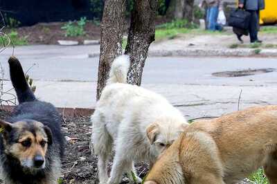 Dog Mutilated, Thrown off High Rise in Noida