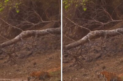 This Video Of Tigress ‘Waving’ At Tourists Will Make You Rubs Your Eyes In Disbelief