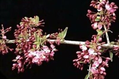 Men pluck 'Viagra' off trees in SA