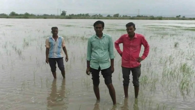 Crops Damaged Due To Heavy Rain in Rajasthan’s Bundi, Farmers Seek Compensation