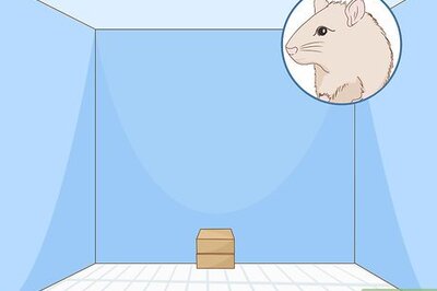 How to Build a Hamster Maze