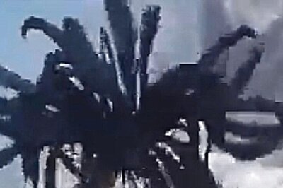 Watch: Strange Aquatic Creature With Bird-Like Feathers Spotted In Pacific