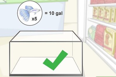 How to Set up a Guppy Tank