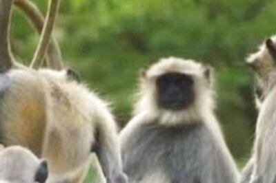 In Tamil Nadu's Tirunelveli, Forest Dept Sets Up Committee To Catch Monkeys