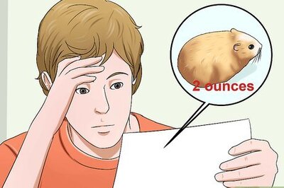 How to Tell if a Dwarf Hamster Is Obese