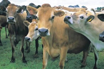 ‘If it Hurts Sentiments of Hindus...’ Muslim Clerics Back Allahabad HC’s Suggestion to Declare Cow as National Animal