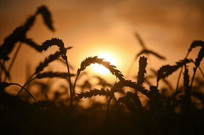 Wheat Sowing Increases by 2.53 Percent So Far in Rabi Season 2020-21: Govt