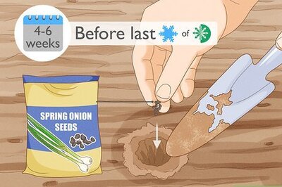 How to Grow Spring Onions