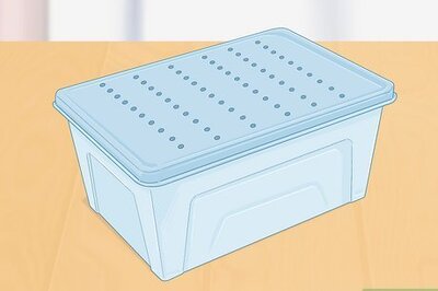 How to Take Care of Lizard Eggs