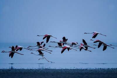 Is Sambhar Lake Responsible for Mass Death of Birds? Perplexed Officers Hunt for Answers