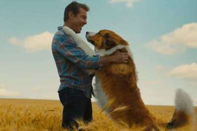 Bringing Home a Dog Who Suffers from Epilepsy? Here's What You Should Do