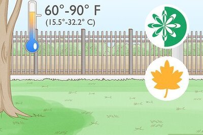 How and When to Apply Weed & Feed to Your Lawn