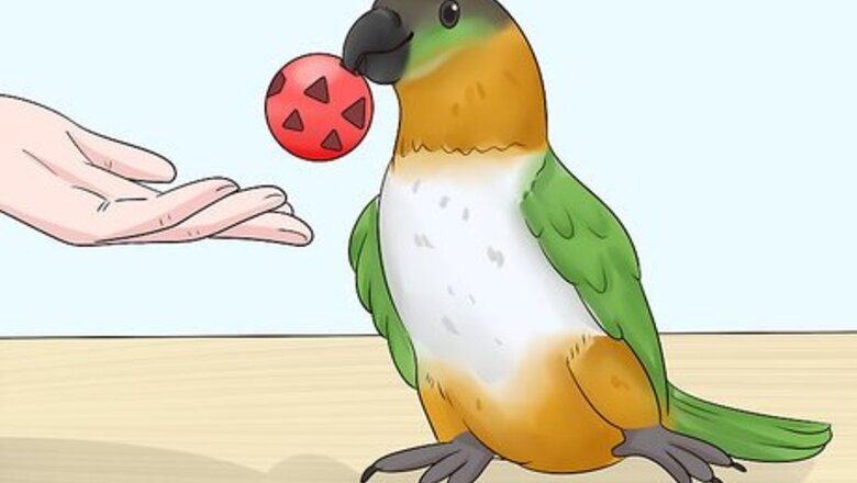 How to Know if a Caique Parrot Is Right for You