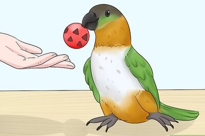 How to Know if a Caique Parrot Is Right for You
