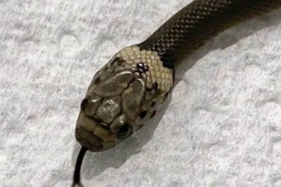 Poisonous Snake Enters Uttarakhand CM’s Old Residence