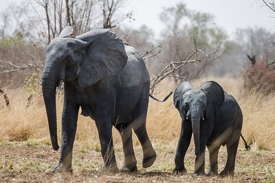 Benin to Invest in One of West Africa's Last Wildlife Havens
