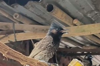 400-years-old Traditional Bulbul Fight Is Back in Assam This Magh Bihu; All About Rules, Significance