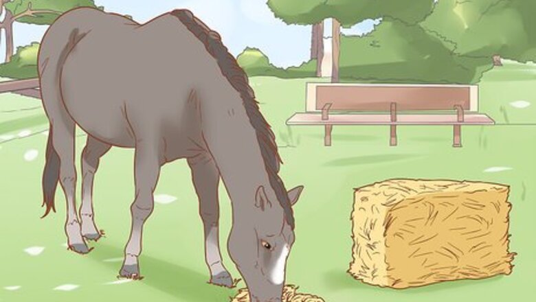 How to Manage a Laminitis Prone Horse