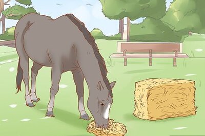How to Manage a Laminitis Prone Horse