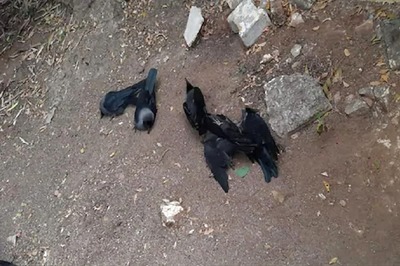 Samples Taken from 2 Crows Found Bird Flu Positive; Dwarka Park Closed; EDMC Shuts Mayur Vihar Park