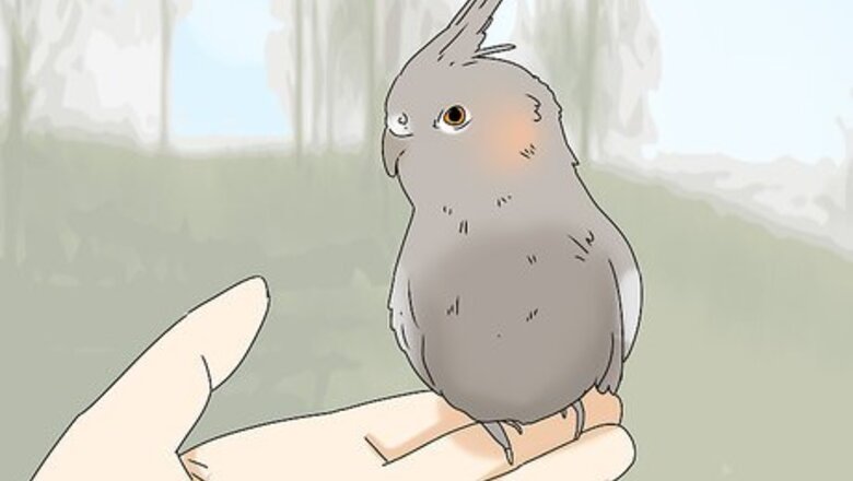 How to Buy a Bird