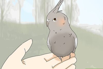 How to Buy a Bird