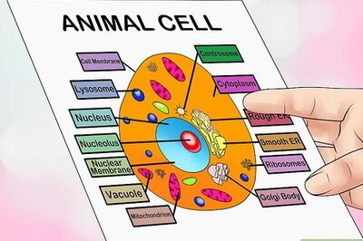 How to Make an Animal Cell for a Science Project