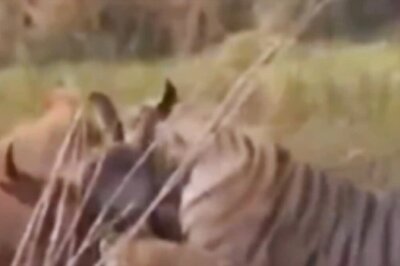 Nail-Biting Video: Gaur Escapes The Clutches Of Fierce Tiger With Help of A 'Friend'
