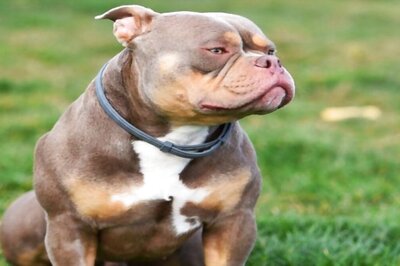 UK Woman Mauled To Death By Her Pet XL Bully Dogs Inside Her Own Home