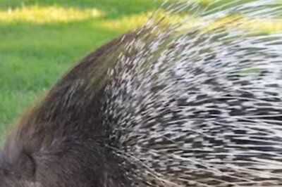 Wildlife Expert Debunks Myths About Porcupine Quills And Animal Defence