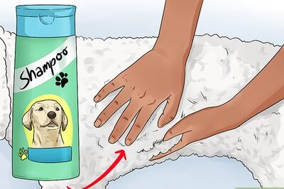 How to Do a Town and Country Poodle Cut