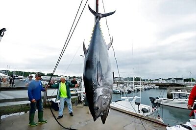Bluefin Tuna In Focus As Japan Seeks Boost To Catch Limits