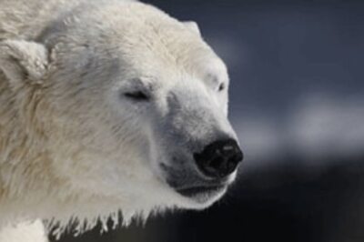 Polar bear eaten by shark: tables turn on predator