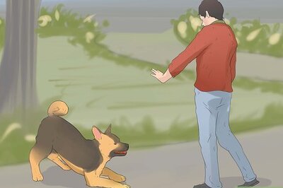 How to Report a Dangerous Dog