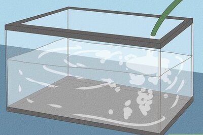 How to Care for an Axolotl