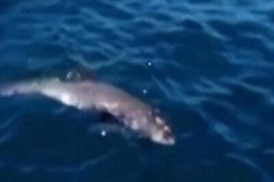 Blind Dolphins, 78 Fish Species at Risk: As Mauritius Battles Oil Spill, Experts Say Full Impact Yet to Unfold