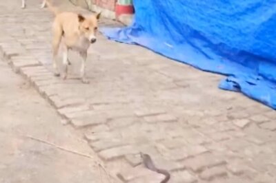 Watch: Dog's Act Of Bravery Saves Child From Cobra