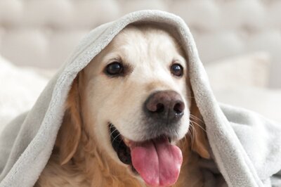 5 Tips On How To Prepare Your Dog For The Winter