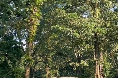 IFS Officer Shares Video of Elephants Playing in an Artificial Waterhole, Internet in Awe