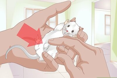 How to Know if a Gerbil is Ill