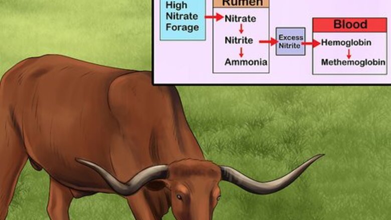 How to Treat and Prevent Nitrate Toxicity in Cattle