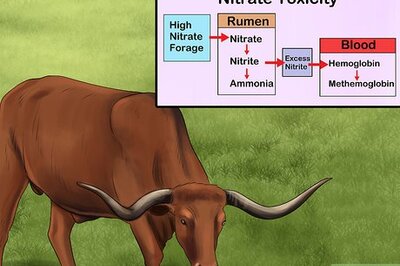 How to Treat and Prevent Nitrate Toxicity in Cattle