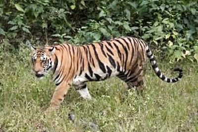 Over 1.3 Lakh km of Roads Threaten 57% Tiger Habitats and Their Prey in Asia: Study