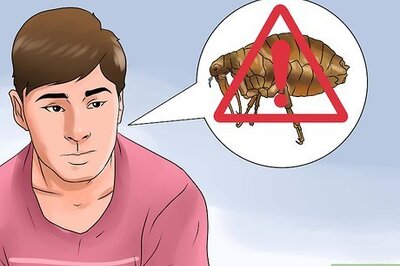How to Rid Your Pet of Fleas