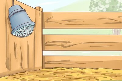 How to Care for Baby Goats