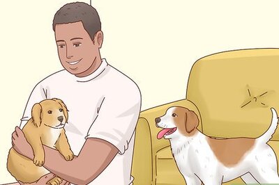 How to Increase Appetite in Dogs