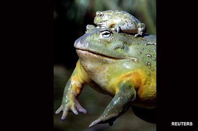 Frog's jumping style depends on environment